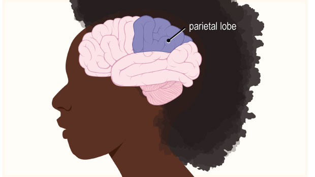 slideshow-brain-slide-04-parietal-j8726.jpg